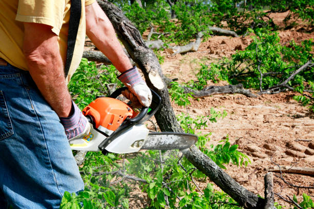 Professional Tree Service in Clare, MI